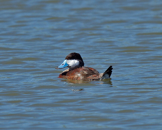 Ruddy Duck