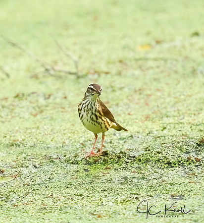 Louisiana Waterthrush