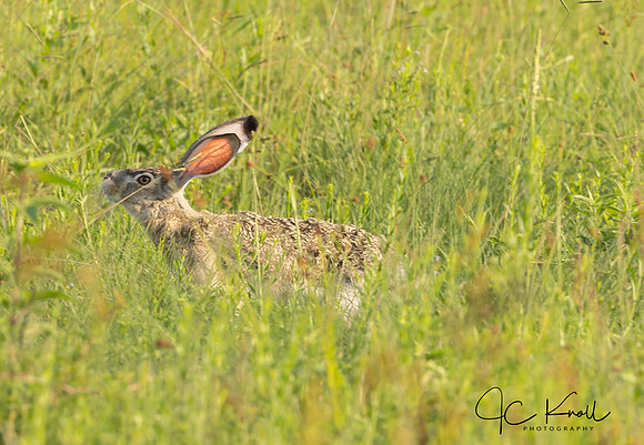 Black-tailed Jackrabbit