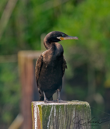 Neotropic Cormorant