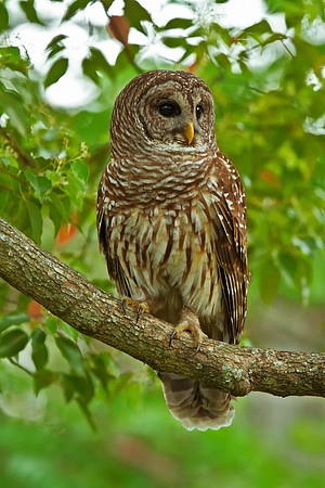 Barred Owl