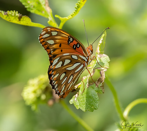 Gulf Fritillary