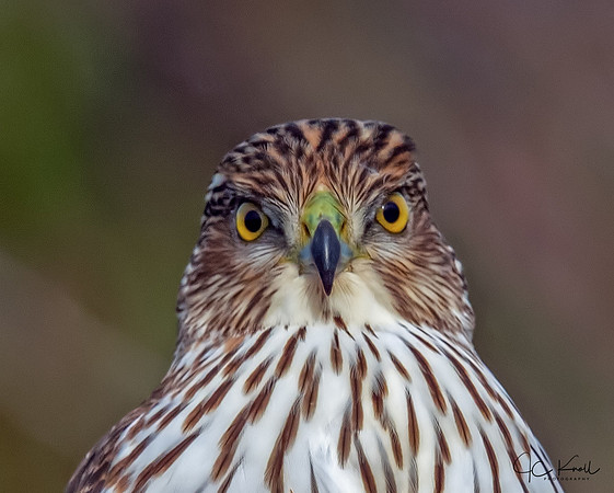 Cooper's Hawk (1st Yr)