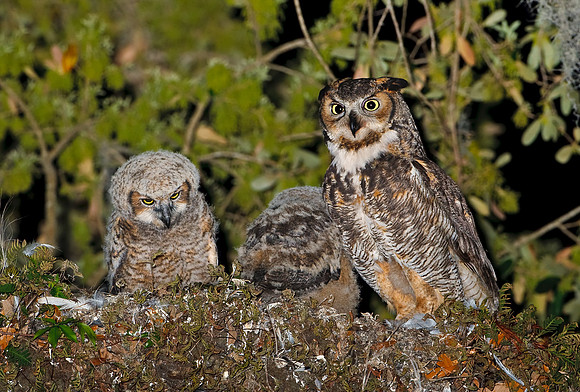 Great Horned Owlets and parent