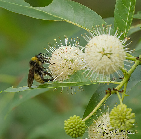 Buttonbush & Bumblebee