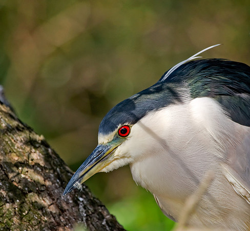Black-crowned Night-heron
