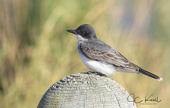 Eastern Kingbird