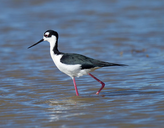 Black-necked Stilt