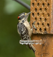 Downy Woodpeckeer