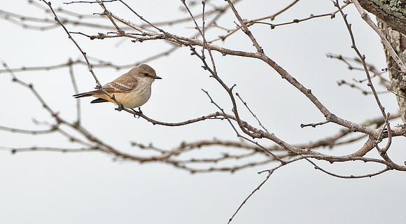 Vermillion Flycatcher (F)