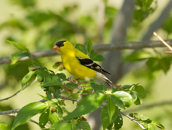 American Goldfinch (M)
