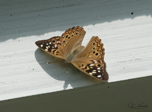 Hackberry Emperor