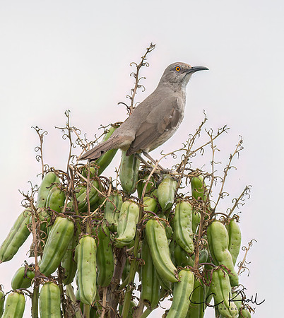 Curve-billed Thrasher