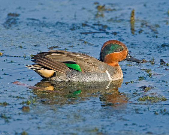 Green-winged Teal