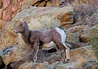 Big Horn Sheep (F)
