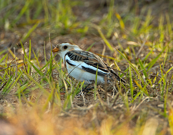 Snow Bunting (M)