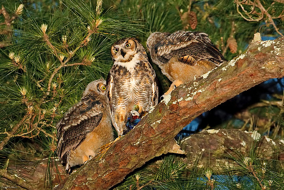 Great Horned Owl & Owlets