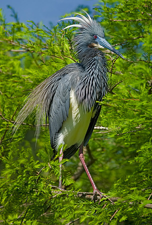 Tricolored Heron
