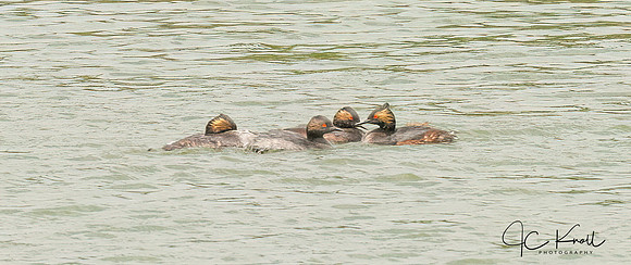 Eared Grebe