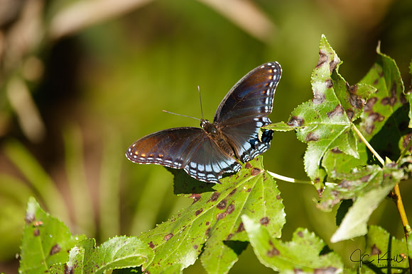 Red-spotted Admiral