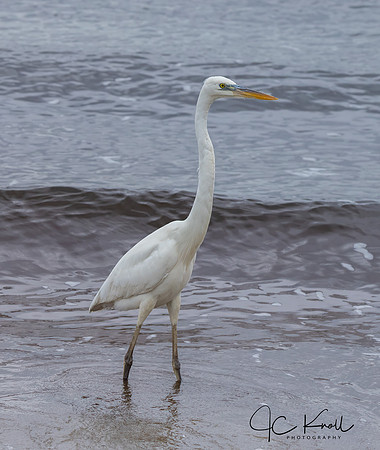 Great Blue Heron (White Morph)