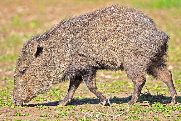 Collared Peccary