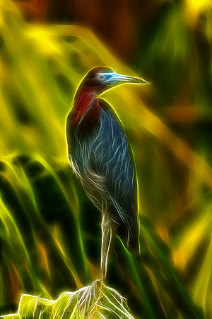 Little Blue Heron