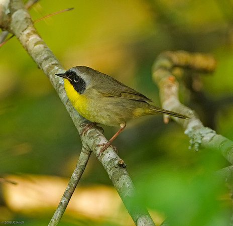Common Yellowthroat