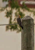 Golden-fronted Woodpecker
