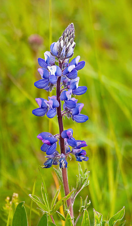 Artic Lupine