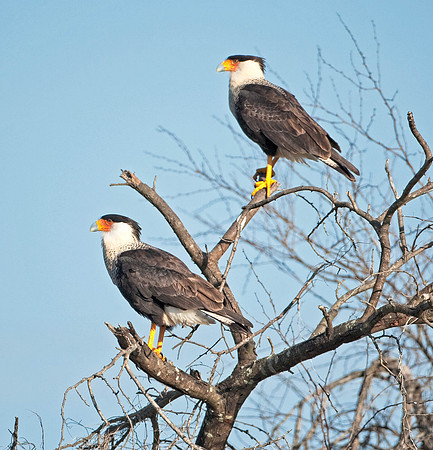 Crested Caracara