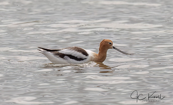 American Avocet