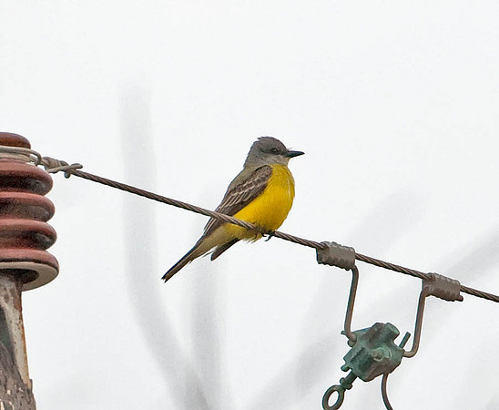 Couch's Kingbird