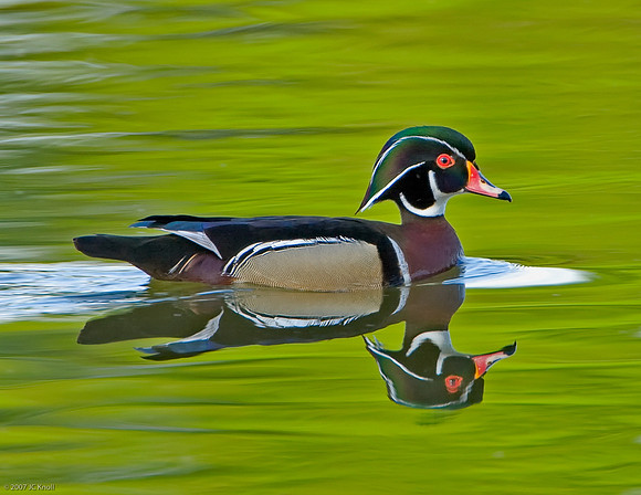 Wood Duck