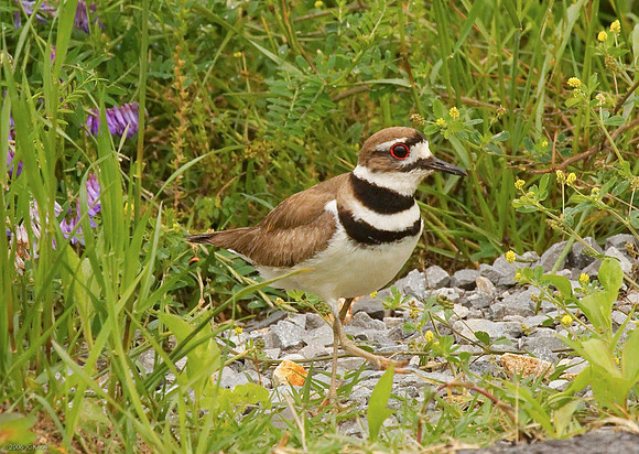 Killdeer
