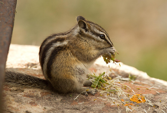 Least Chipmunk