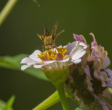 Fiery Skipper
