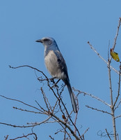 Florida Scrub-jay