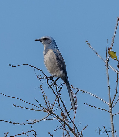 Florida Scrub-jay