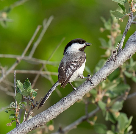 Black-capped Chickadee