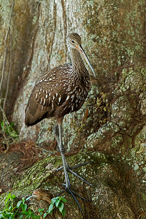 Limpkin