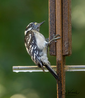 Downy Woodpecker (M)