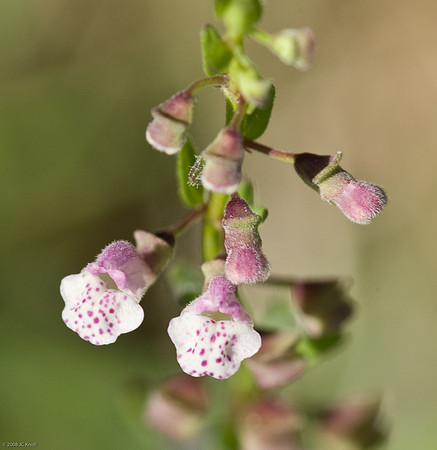 Mad-dog Skullcap