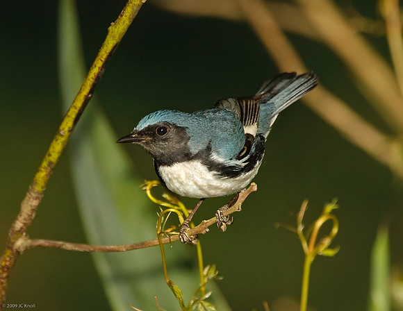 Black-throated Blue Warbler (M)