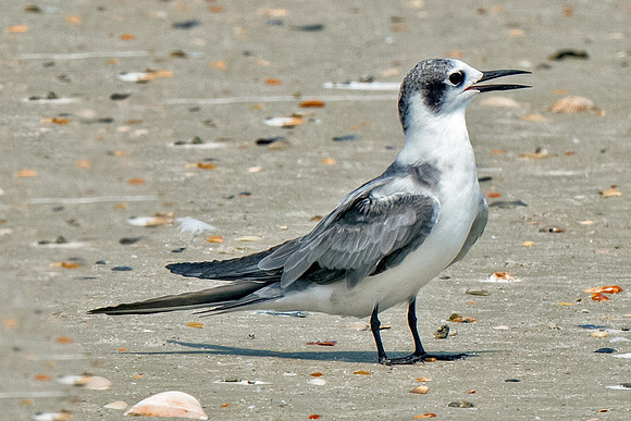 Black Tern