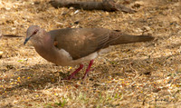 White-tipped Dove