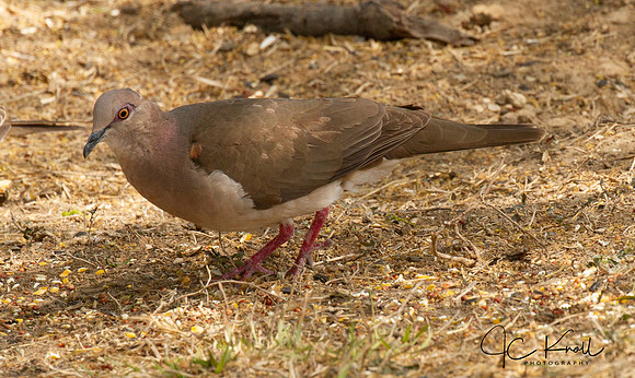 White-tipped Dove
