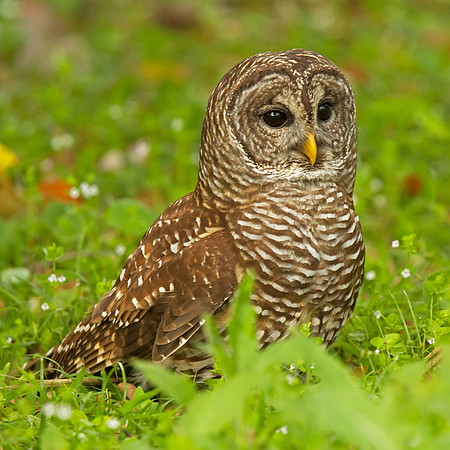 Barred Owl