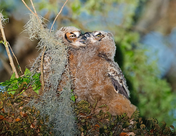Great Horned Owlets