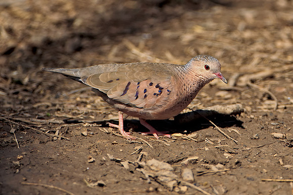 Common Ground-dove